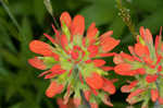 Scarlet Indian paintbrush